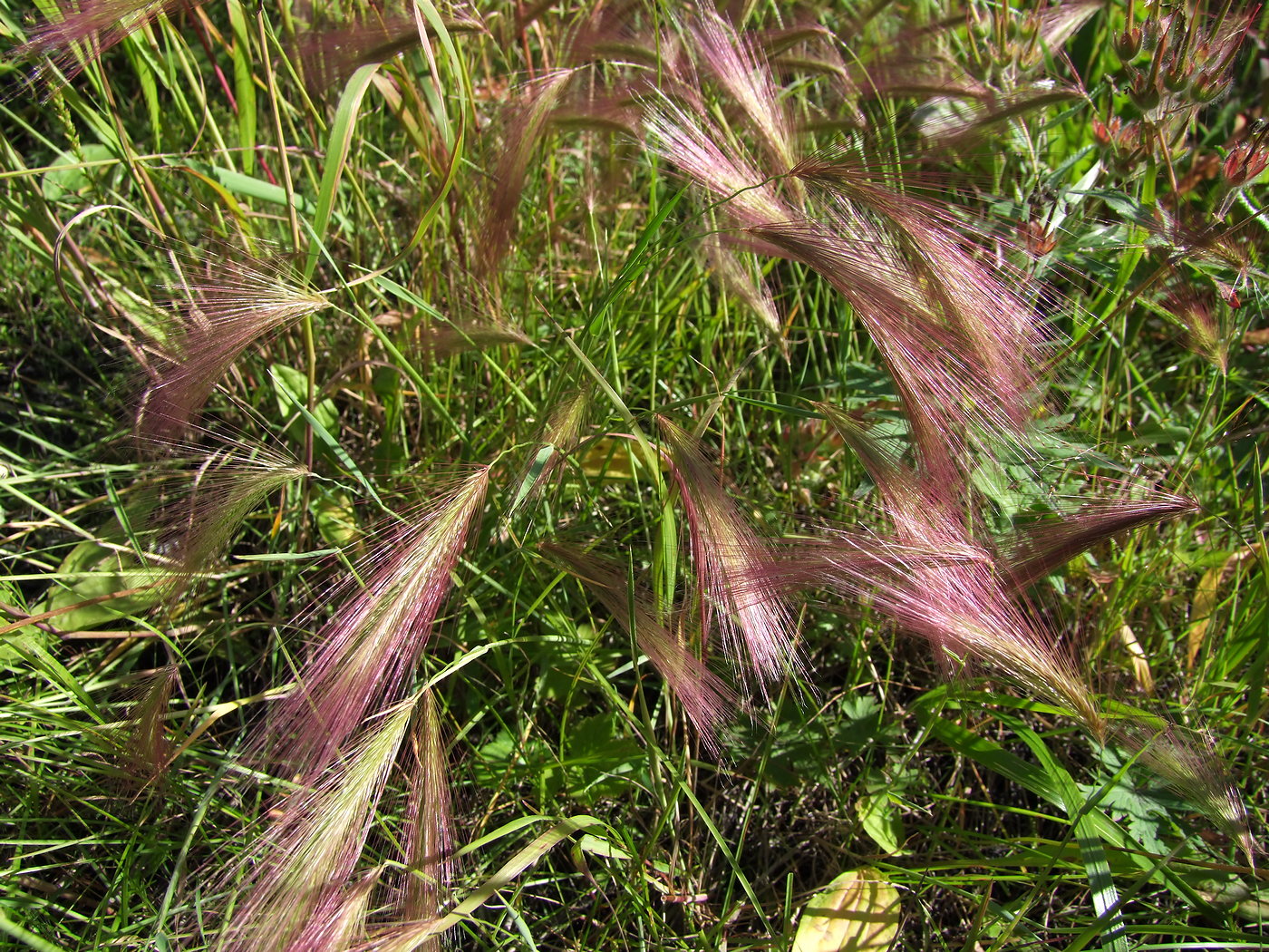 Image of Hordeum jubatum specimen.