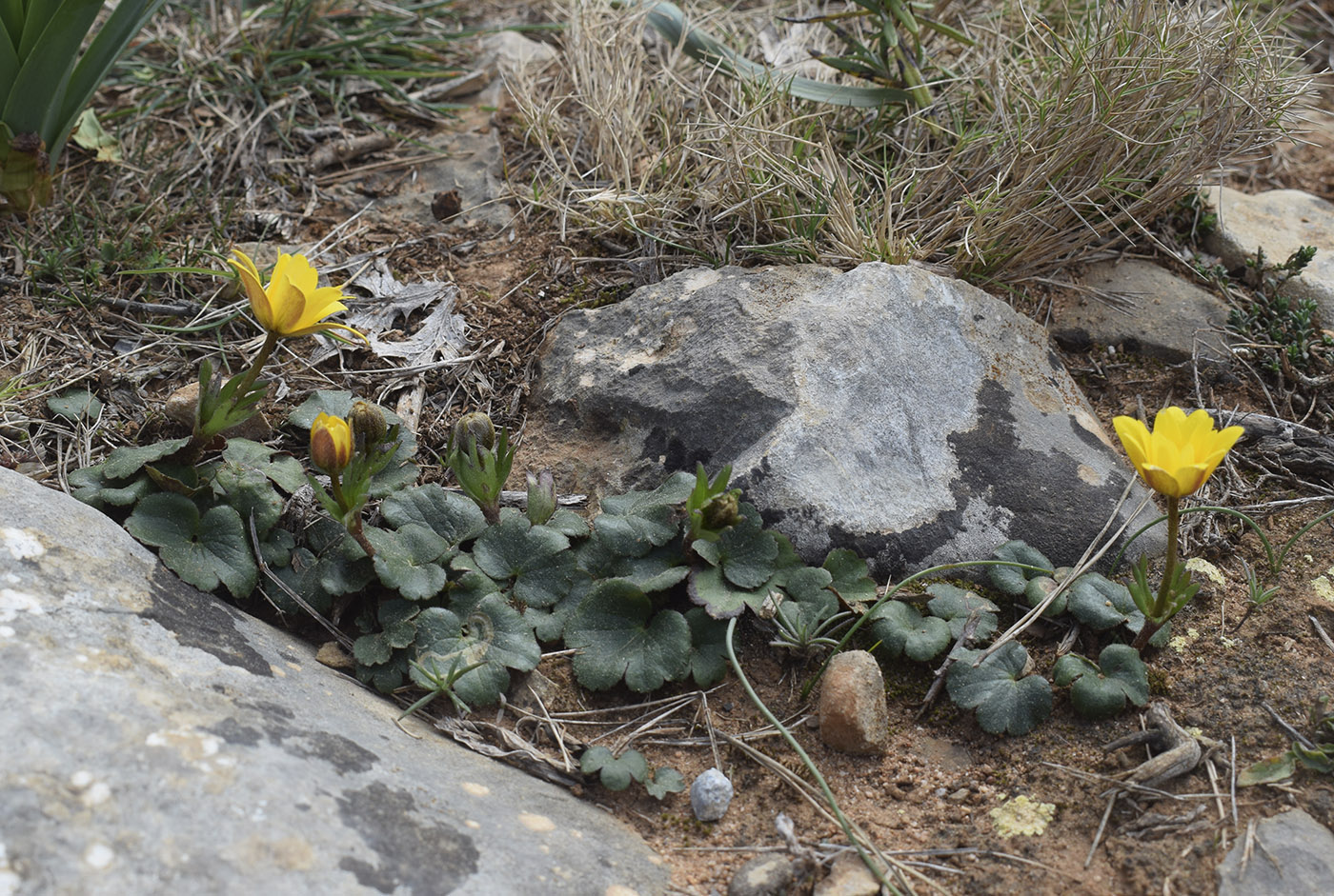 Image of Anemone palmata specimen.