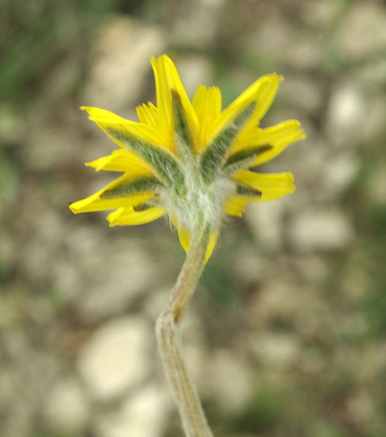 Image of Scorzonera czerepanovii specimen.