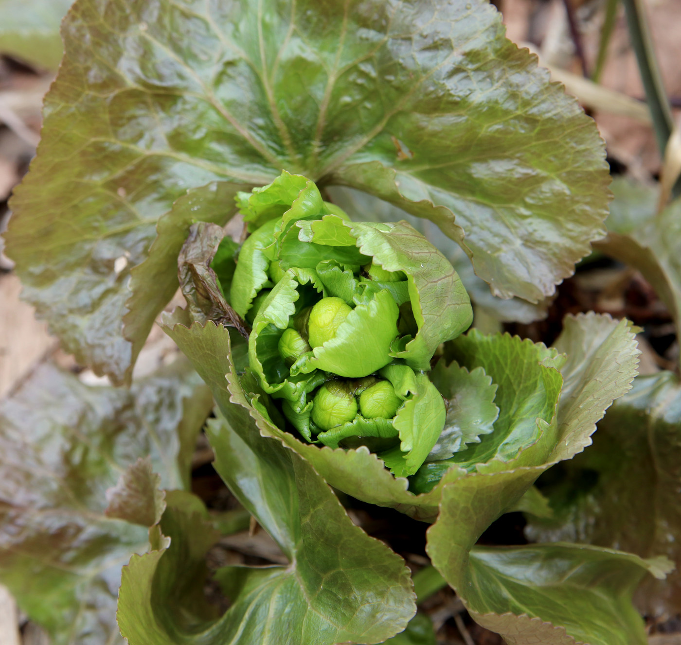 Изображение особи Caltha palustris.