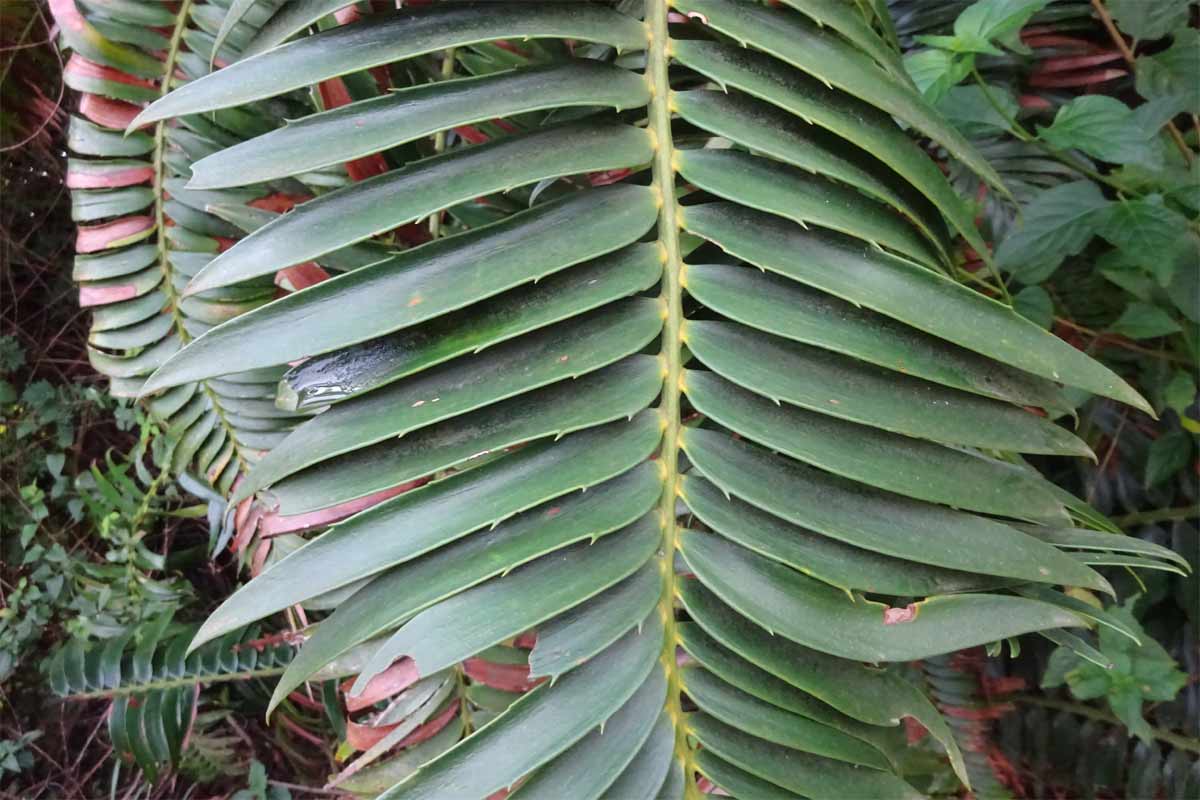 Image of Encephalartos transvenosus specimen.