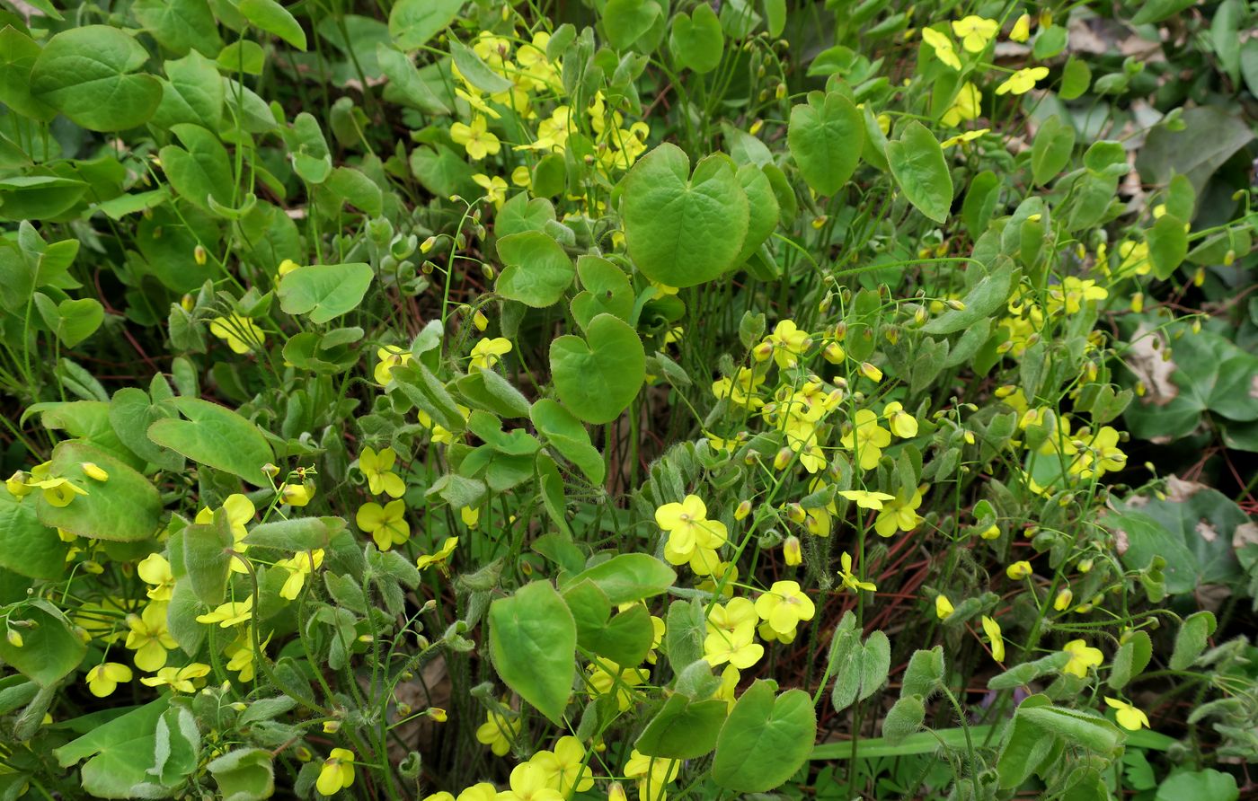 Image of Epimedium colchicum specimen.