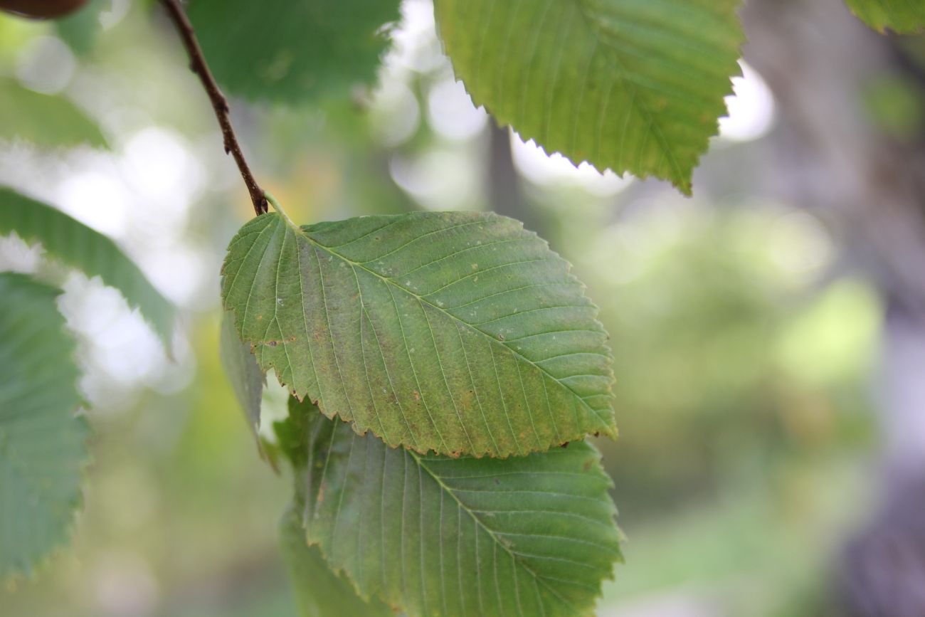 Изображение особи Ulmus laevis.