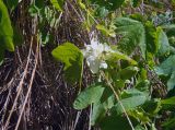 Passiflora