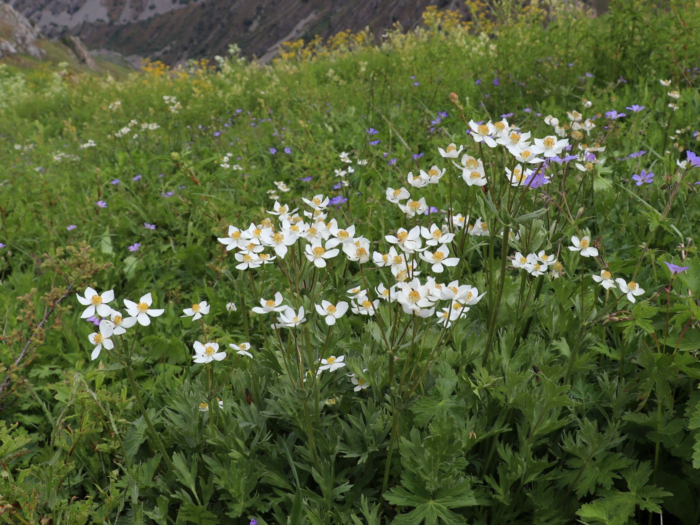 Изображение особи Anemonastrum protractum.