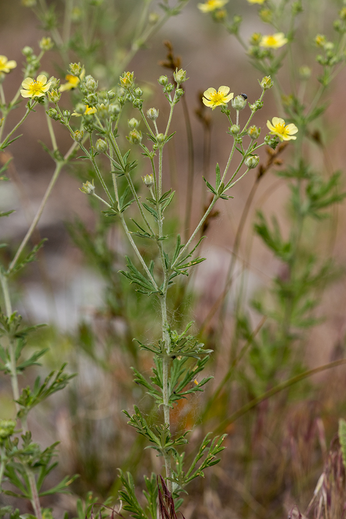 Image of Potentilla argentea specimen.