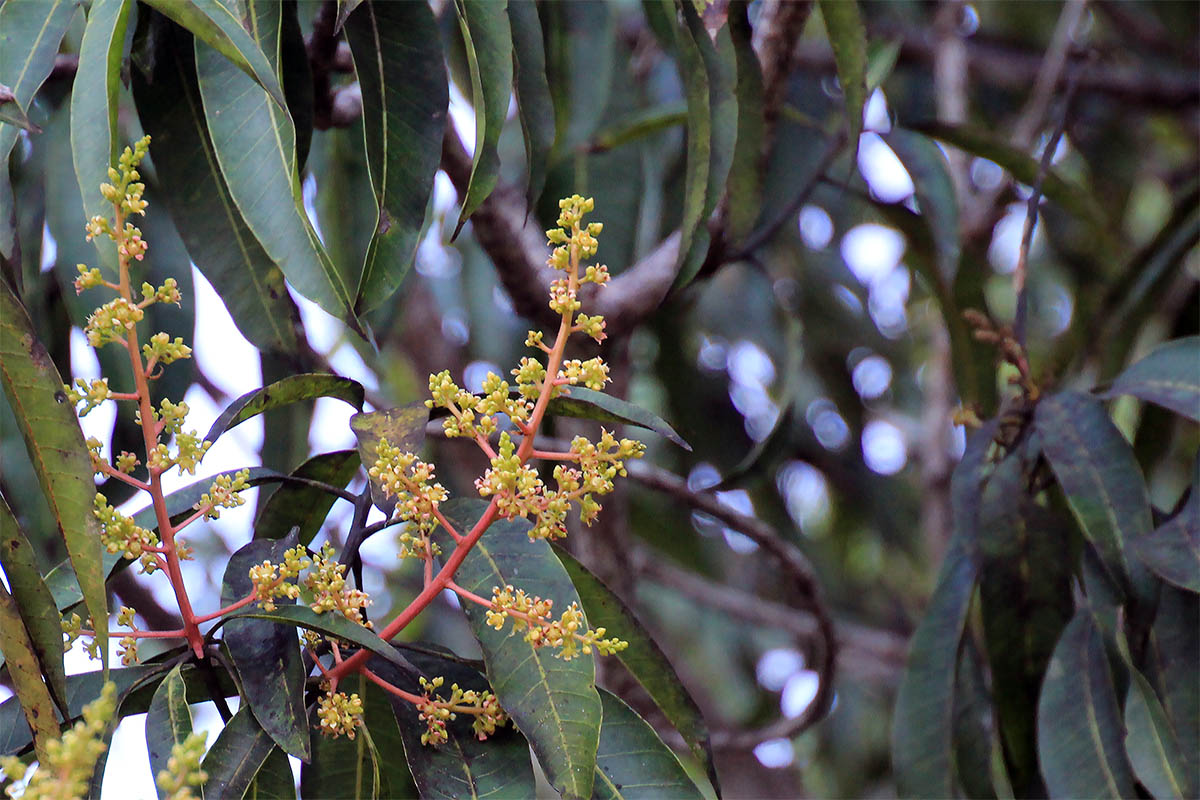 Image of Mangifera indica  specimen.