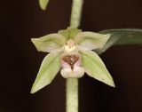 Epipactis persica. Цветок. Горный Крым, окр. с. Генеральское, буковый лес. 15 июля 2022 г.