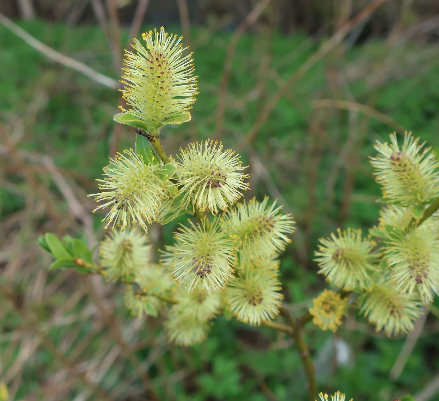 Image of Salix myrsinifolia specimen.