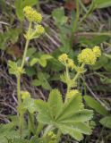 род Alchemilla. Соцветия и лист. Владимирская обл., Александровский р-н, окр. с. Старая Слобода, разнотравный луг. 11.06.2022.