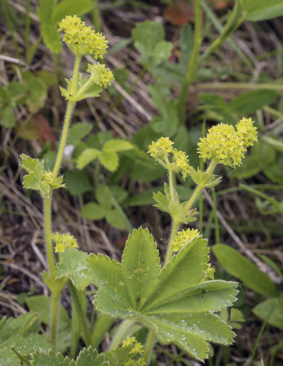 Изображение особи род Alchemilla.