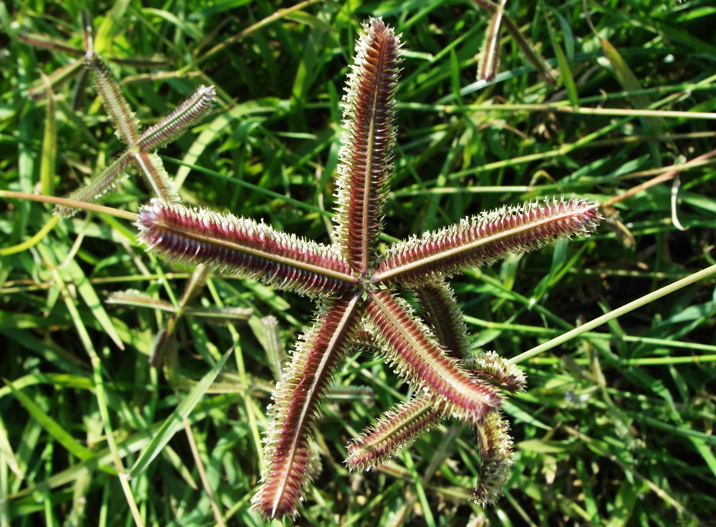 Изображение особи Dactyloctenium aegyptium.