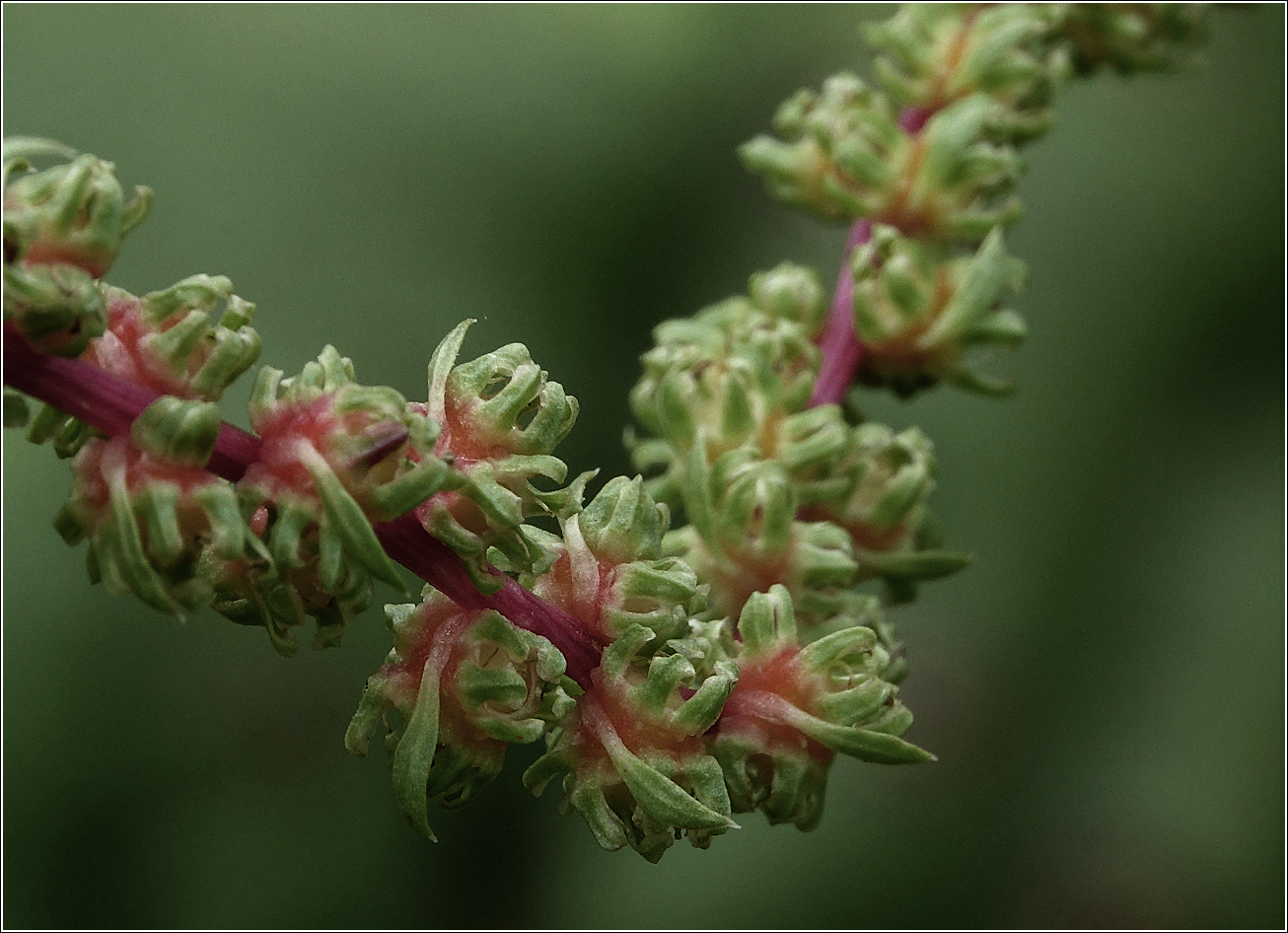 Image of Beta vulgaris ssp. cicla specimen.