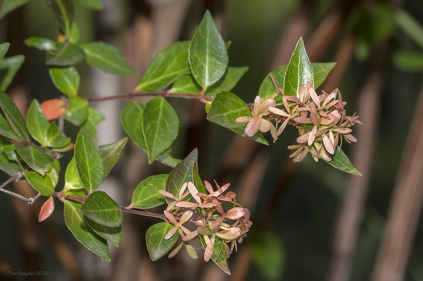 Изображение особи Abelia &times; grandiflora.