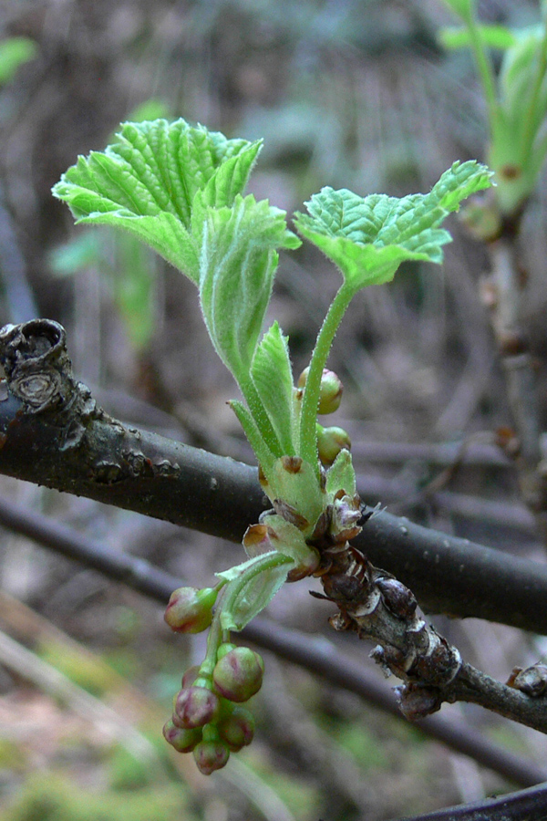 Image of Ribes scandicum specimen.
