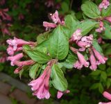 genus Weigela