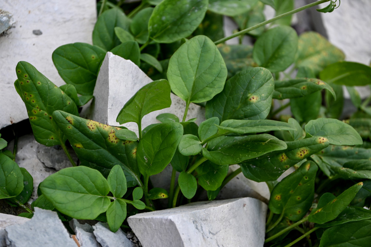 Image of Valeriana daghestanica specimen.