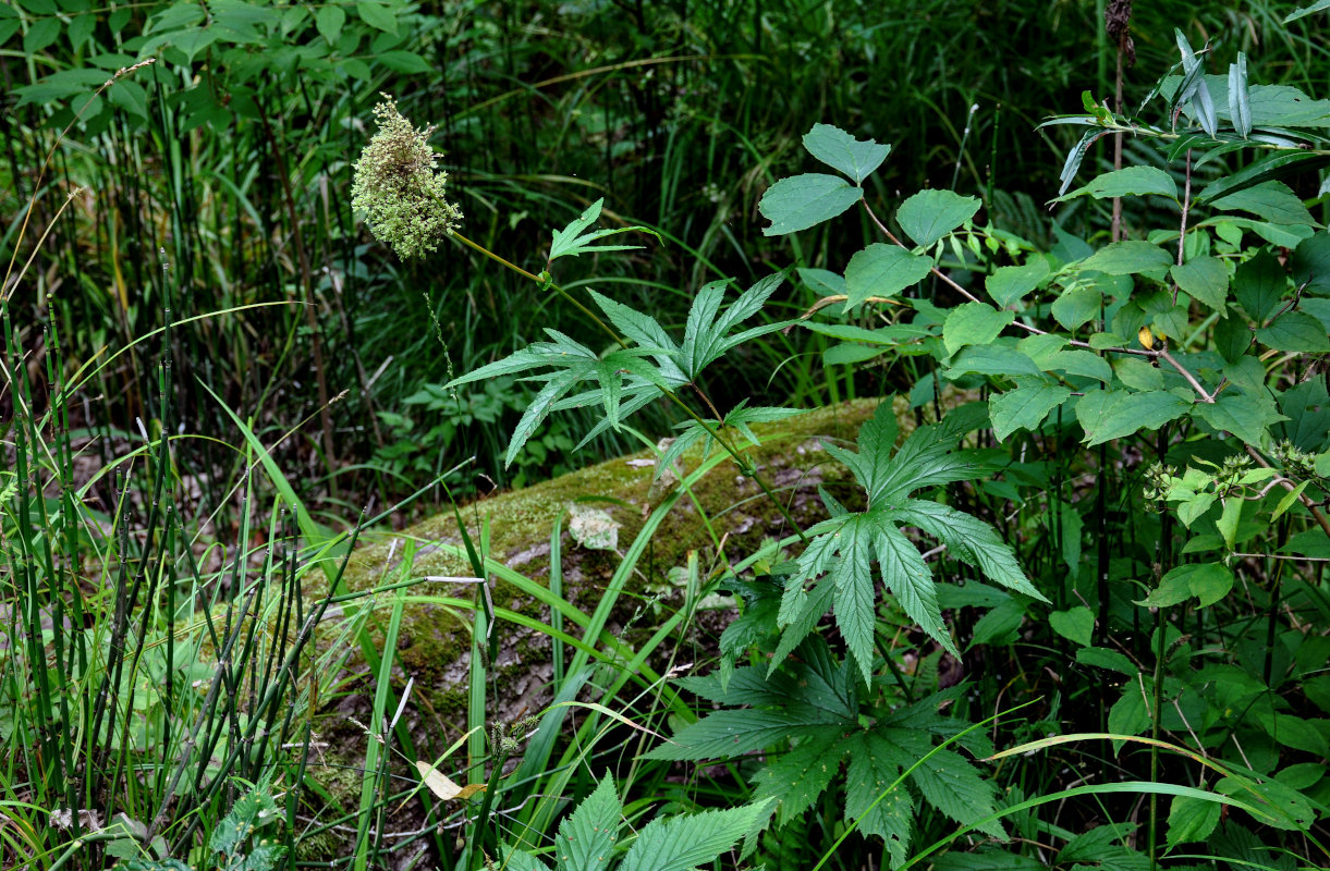 Изображение особи Filipendula palmata.