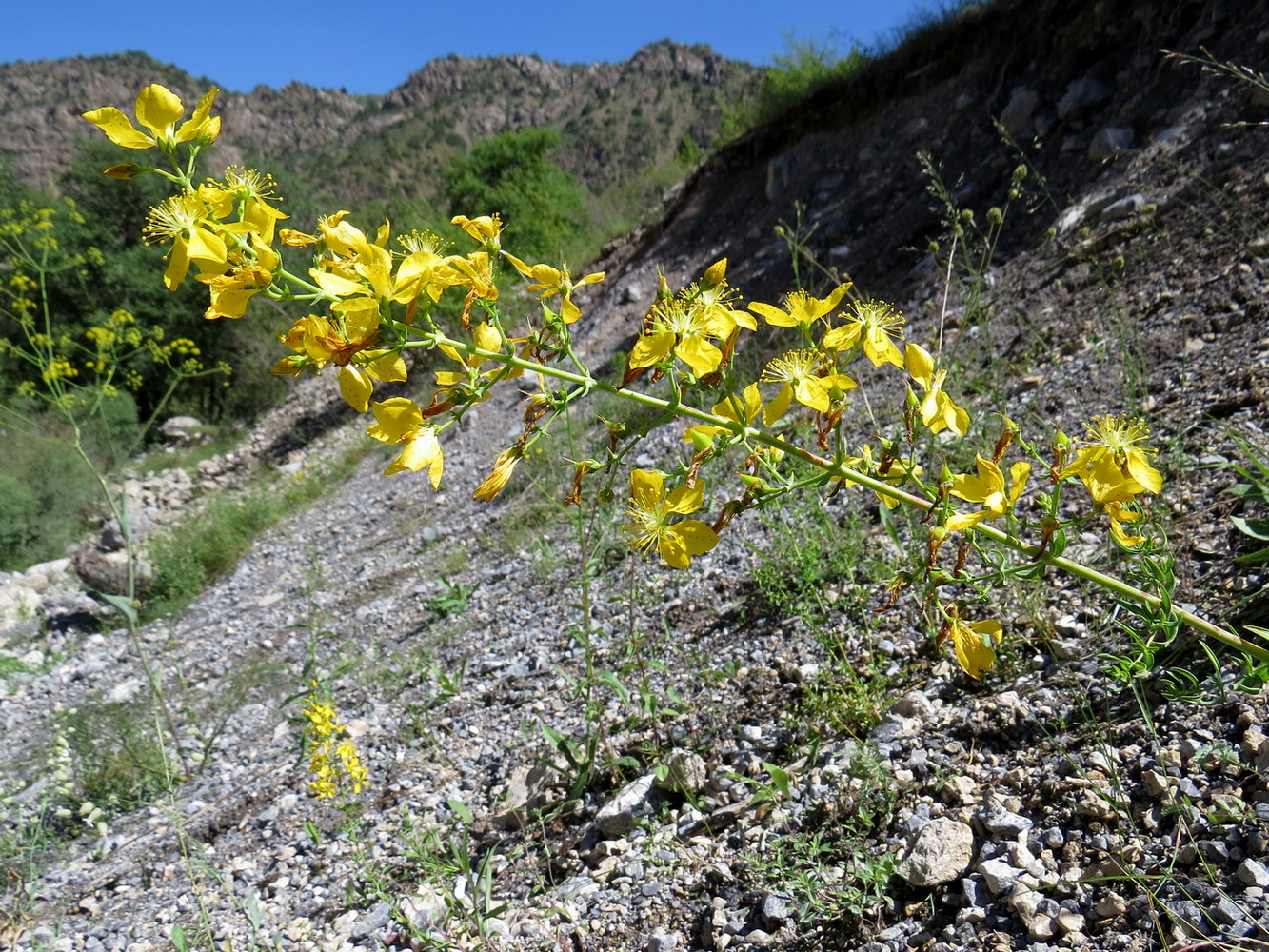 Image of Hypericum elongatum specimen.