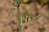 Centaurea adpressa