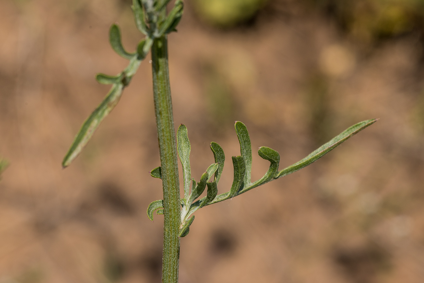 Image of Centaurea adpressa specimen.