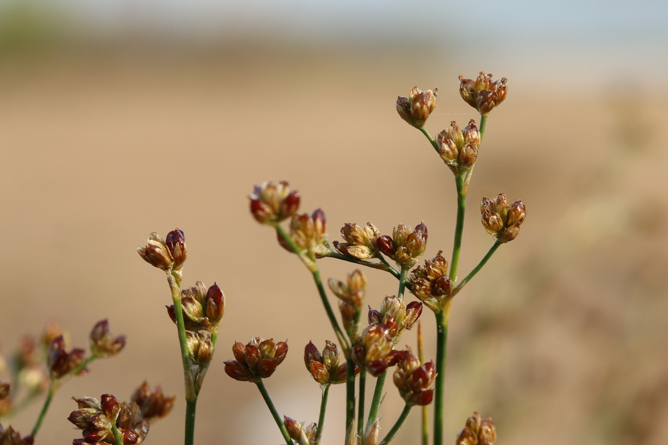 Изображение особи Juncus articulatus.