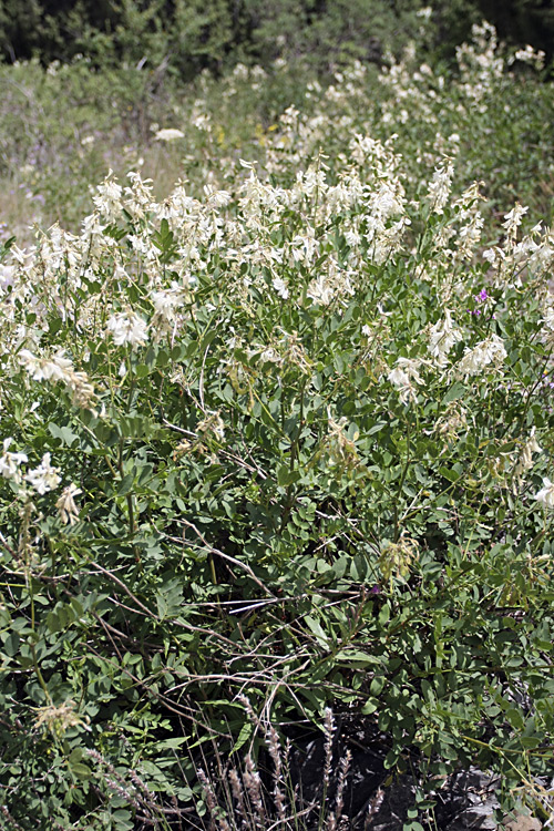 Image of Hedysarum flavescens specimen.