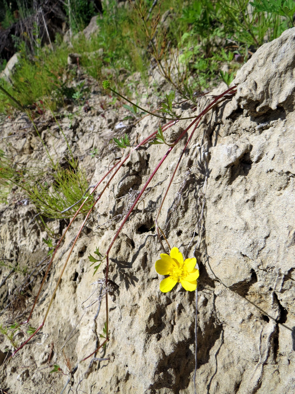 Image of Ranunculus repens specimen.