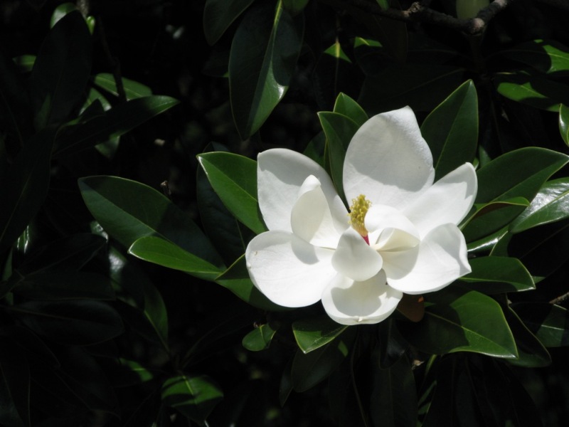 Image of Magnolia grandiflora specimen.