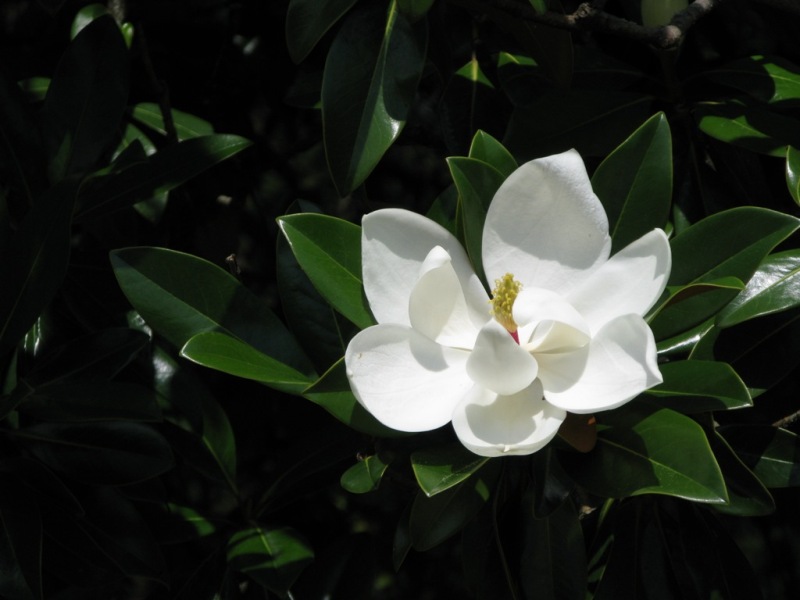 Изображение особи Magnolia grandiflora.