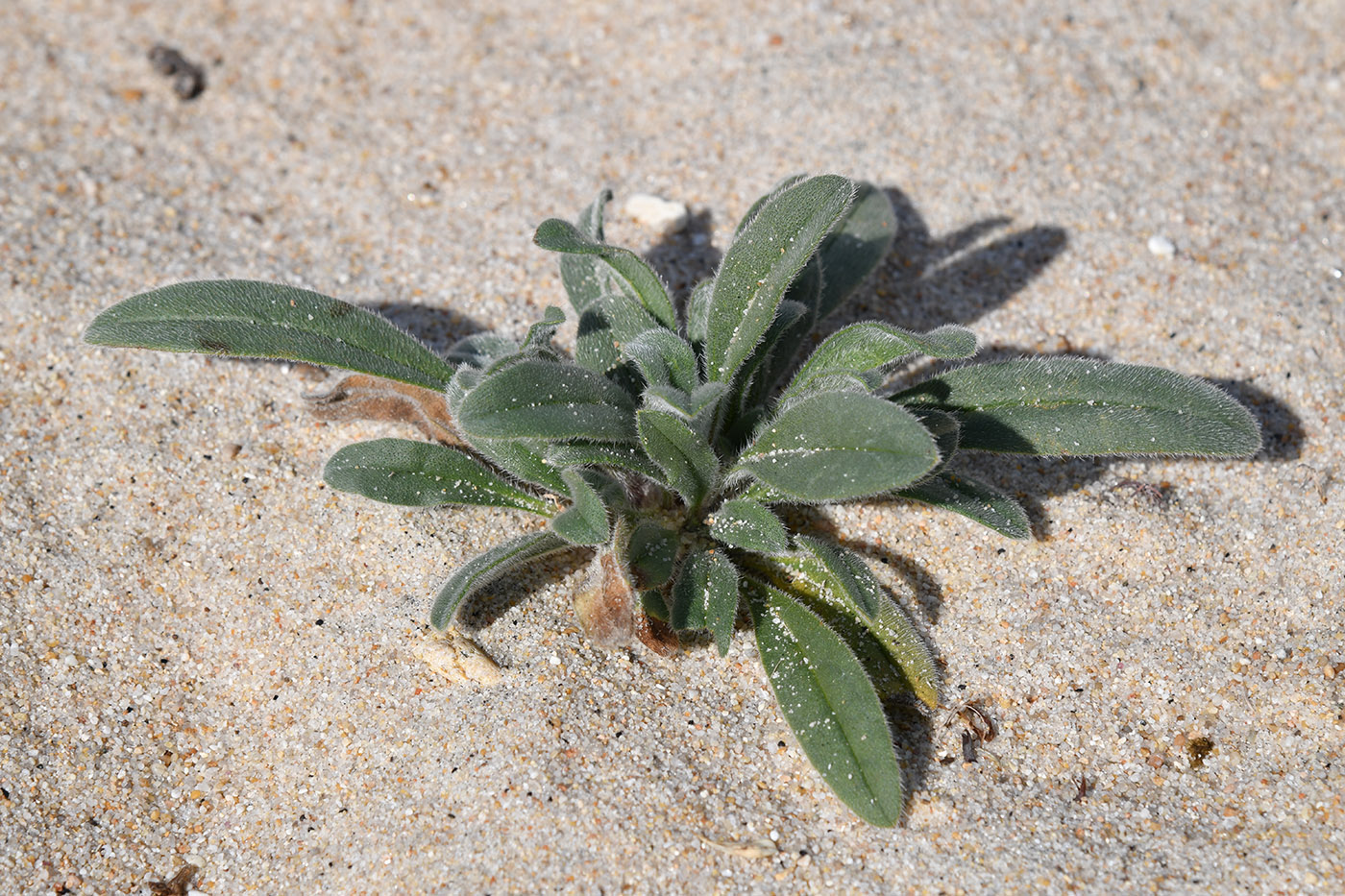 Image of Craniospermum subvillosum specimen.