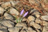 Crocus tauricus