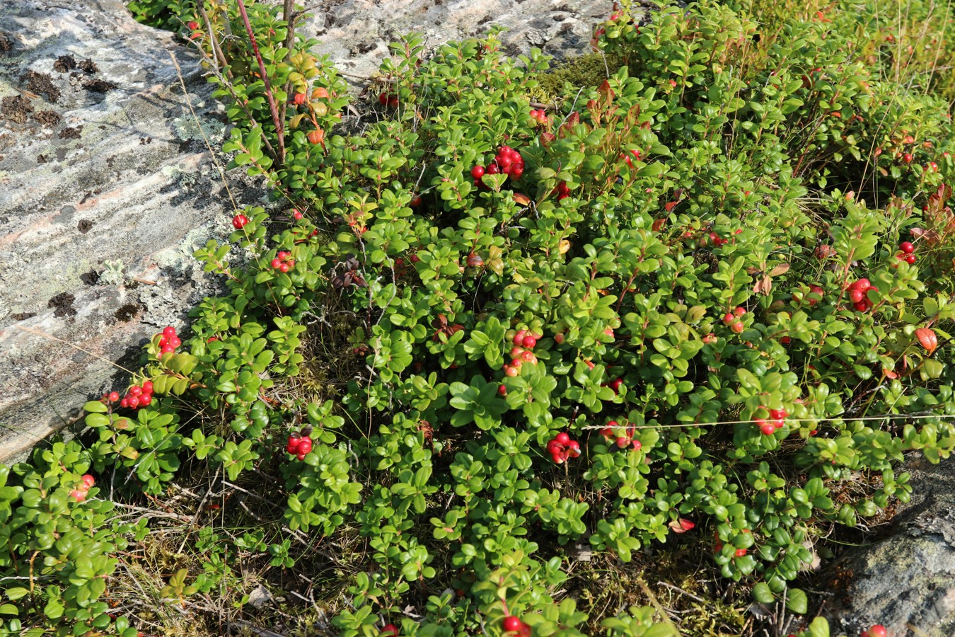 Изображение особи Vaccinium vitis-idaea.