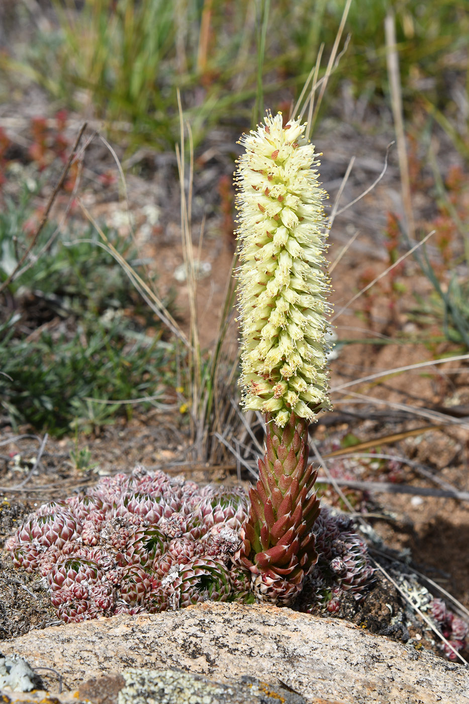 Изображение особи Orostachys spinosa.