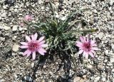 Tragopogon marginifolius