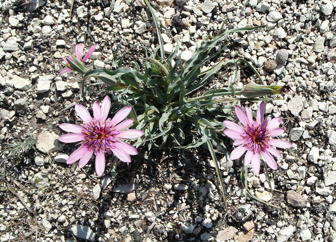 Image of Tragopogon marginifolius specimen.