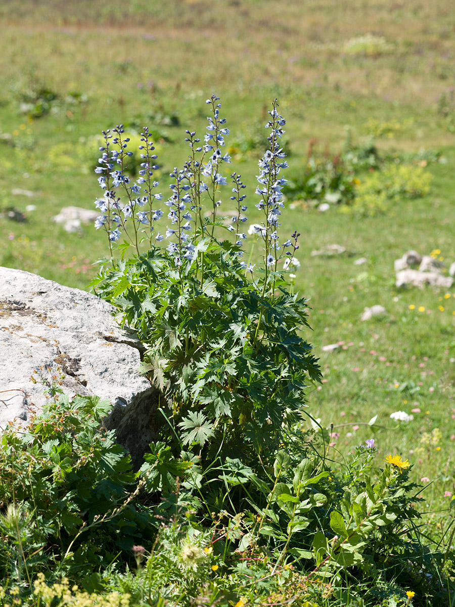 Изображение особи Delphinium flexuosum.