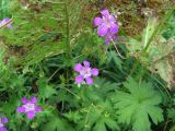 Geranium palustre