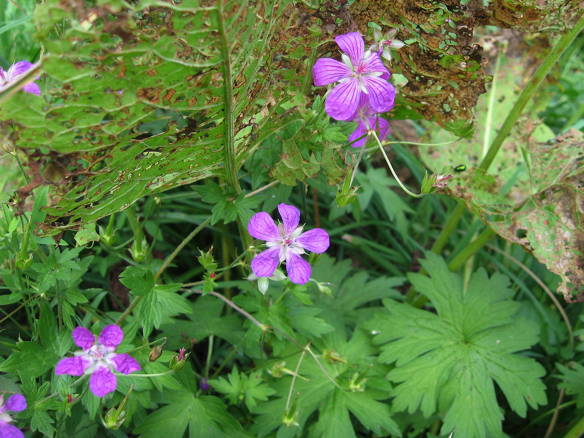 Image of Geranium palustre specimen.