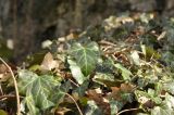 Hedera helix