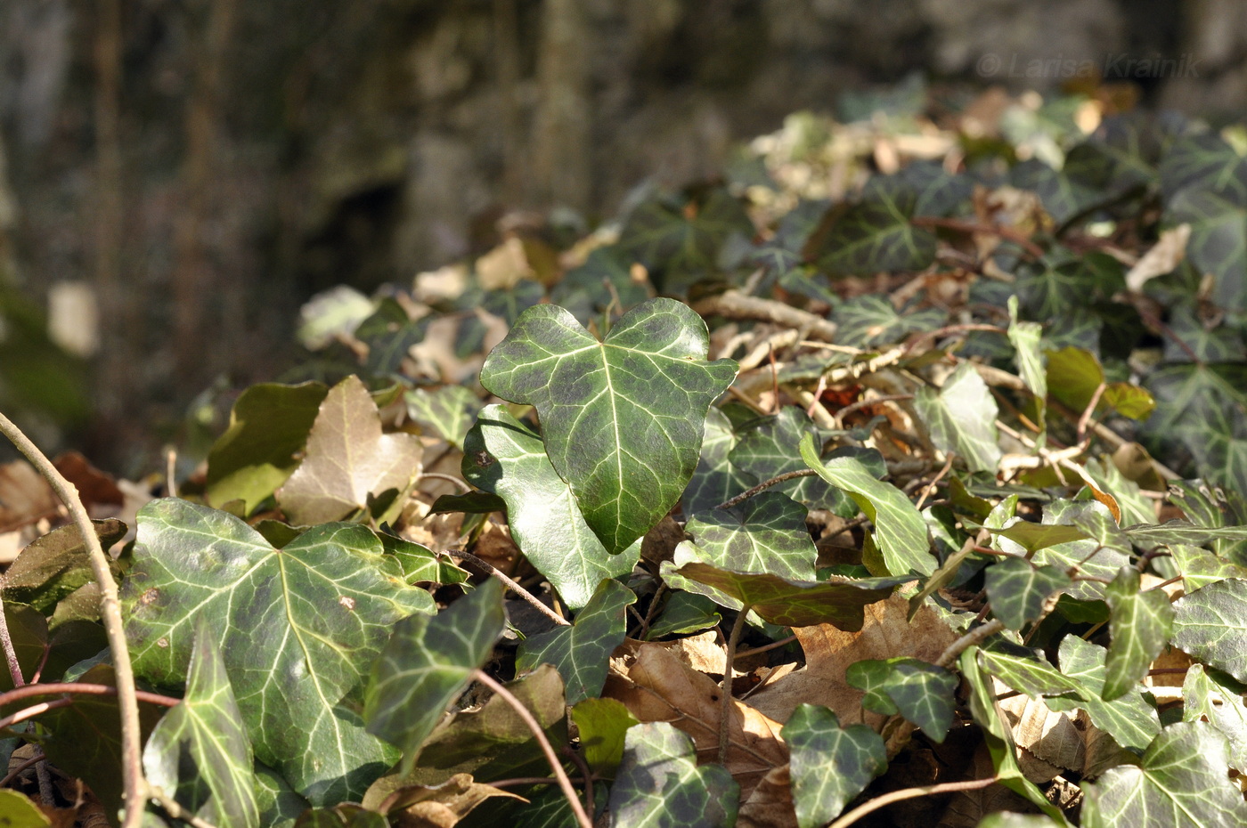 Изображение особи Hedera helix.