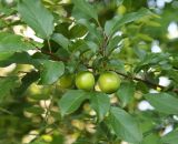 Prunus cerasifera. Часть ветви с созревающими плодами. Краснодарский край, Анапский муниципалитет, г. Анапа, Детский парк, берег р. Анапка. 02.06.2021.