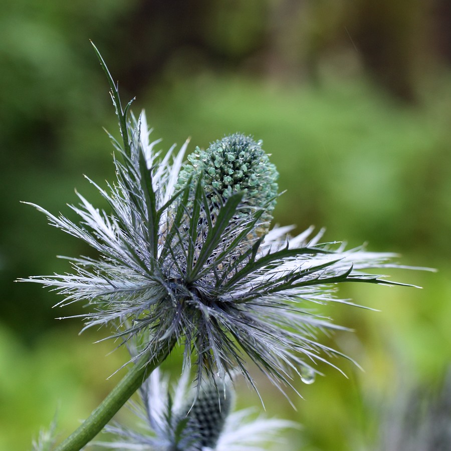 Изображение особи Eryngium alpinum.