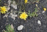 Crepis sonchifolia