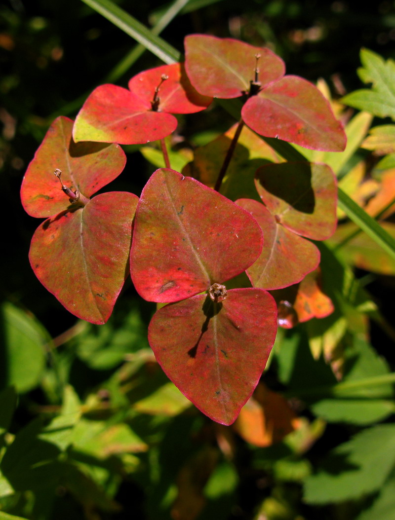 Изображение особи Euphorbia ambukensis.