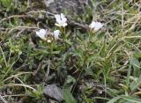 Cardamine resedifolia