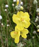 род Verbascum