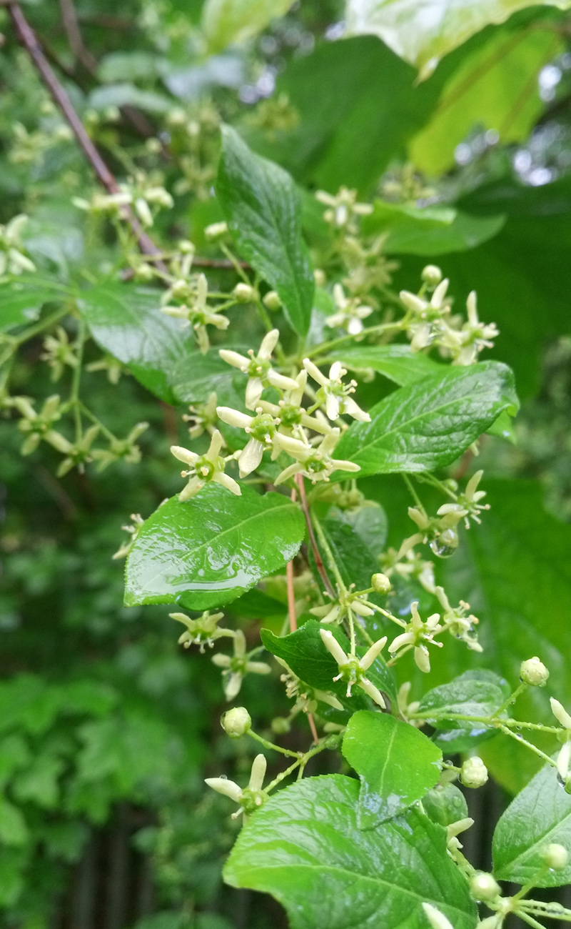 Изображение особи Euonymus europaeus.