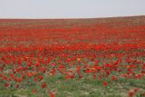 Tulipa greigii