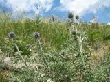 Echinops ruthenicus. Верхушка растения с соцветиями. Казахстан, Восточно-Казахстанская обл., Калбинский Алтай, окр. пер. Таргын, склон вост. экспозиции, степь. 22 июня 2023 г.